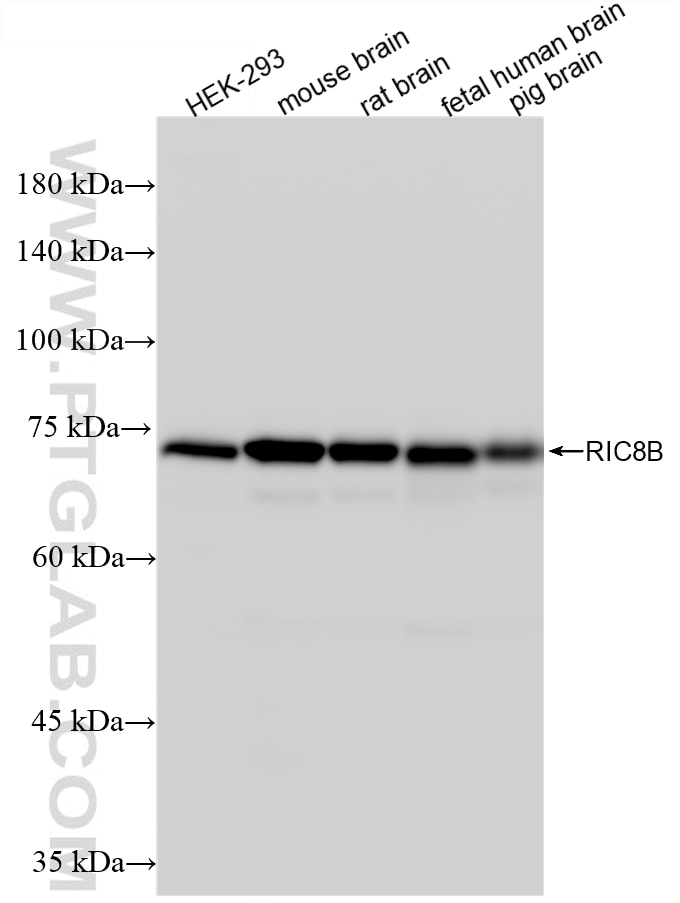 WB analysis using 87524-1-RR (same clone as 87524-1-PBS) Western Blot (WB) analysis of various lysates using RIC8B Recombinant monoclonal antibody (87524-1-RR)