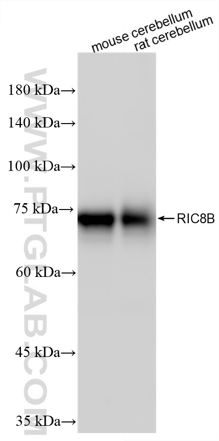 WB analysis using 87524-1-RR (same clone as 87524-1-PBS) Western Blot (WB) analysis of various lysates using RIC8B Recombinant monoclonal antibody (87524-1-RR)