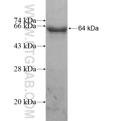 RIC8B fusion protein Ag11888 SDS-PAGE