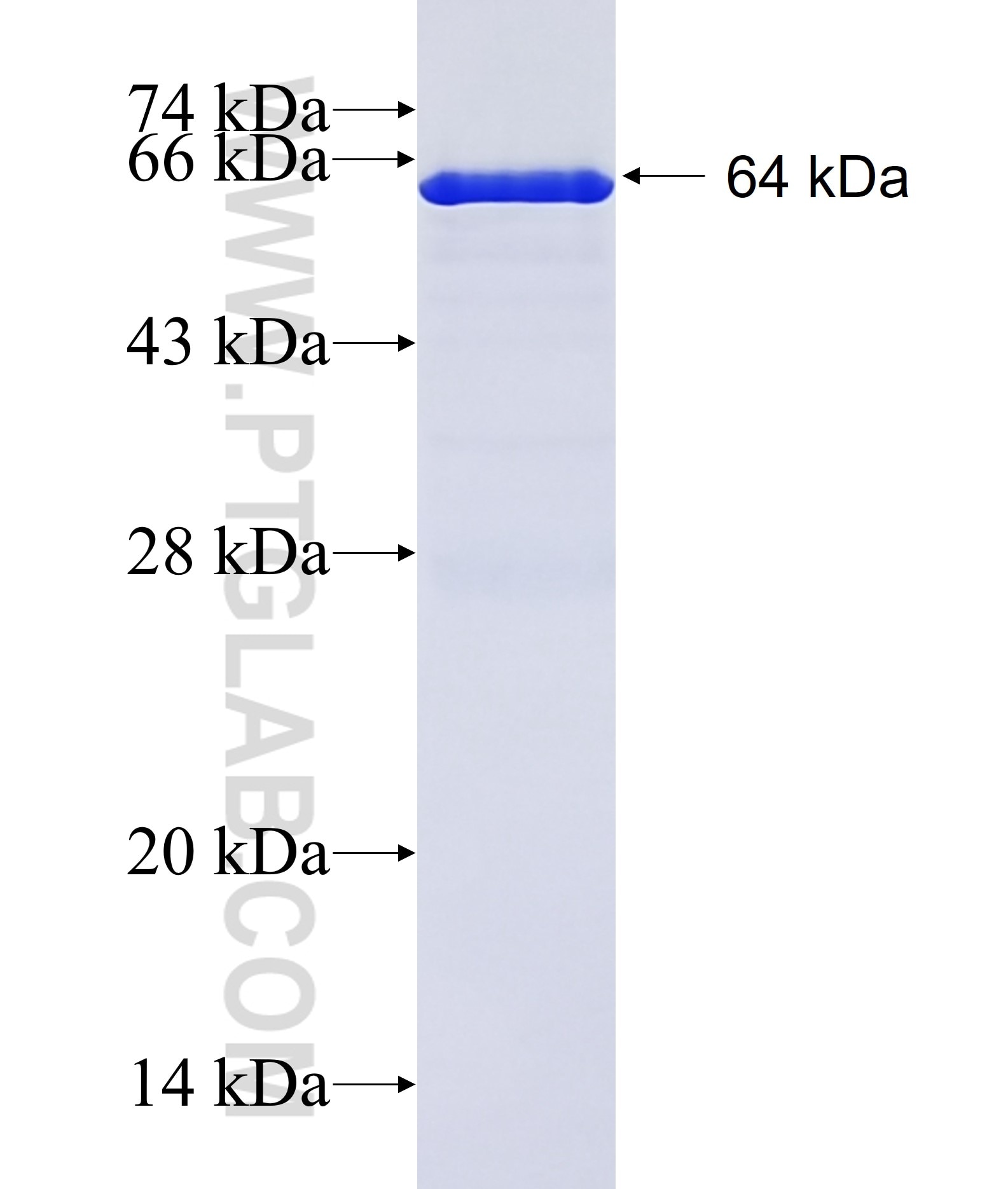 RIC8B fusion protein Ag11888 SDS-PAGE