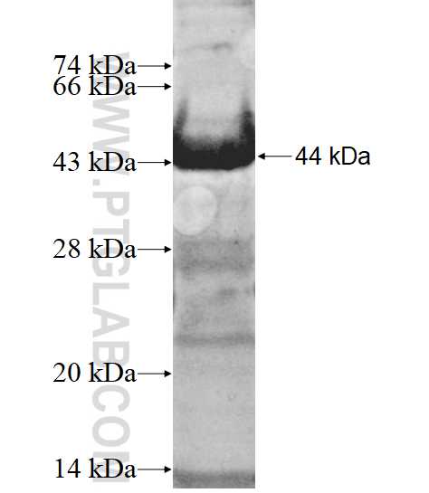 RIC8B fusion protein Ag12154 SDS-PAGE