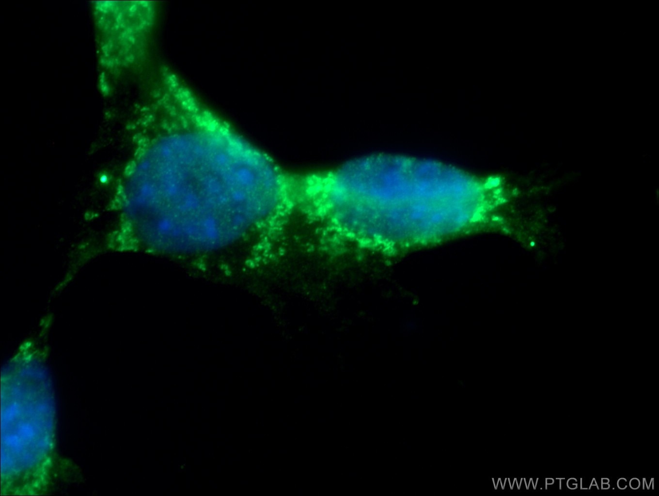 Immunofluorescence (IF) / fluorescent staining of NIH/3T3 cells using RICTOR Polyclonal antibody (27248-1-AP)