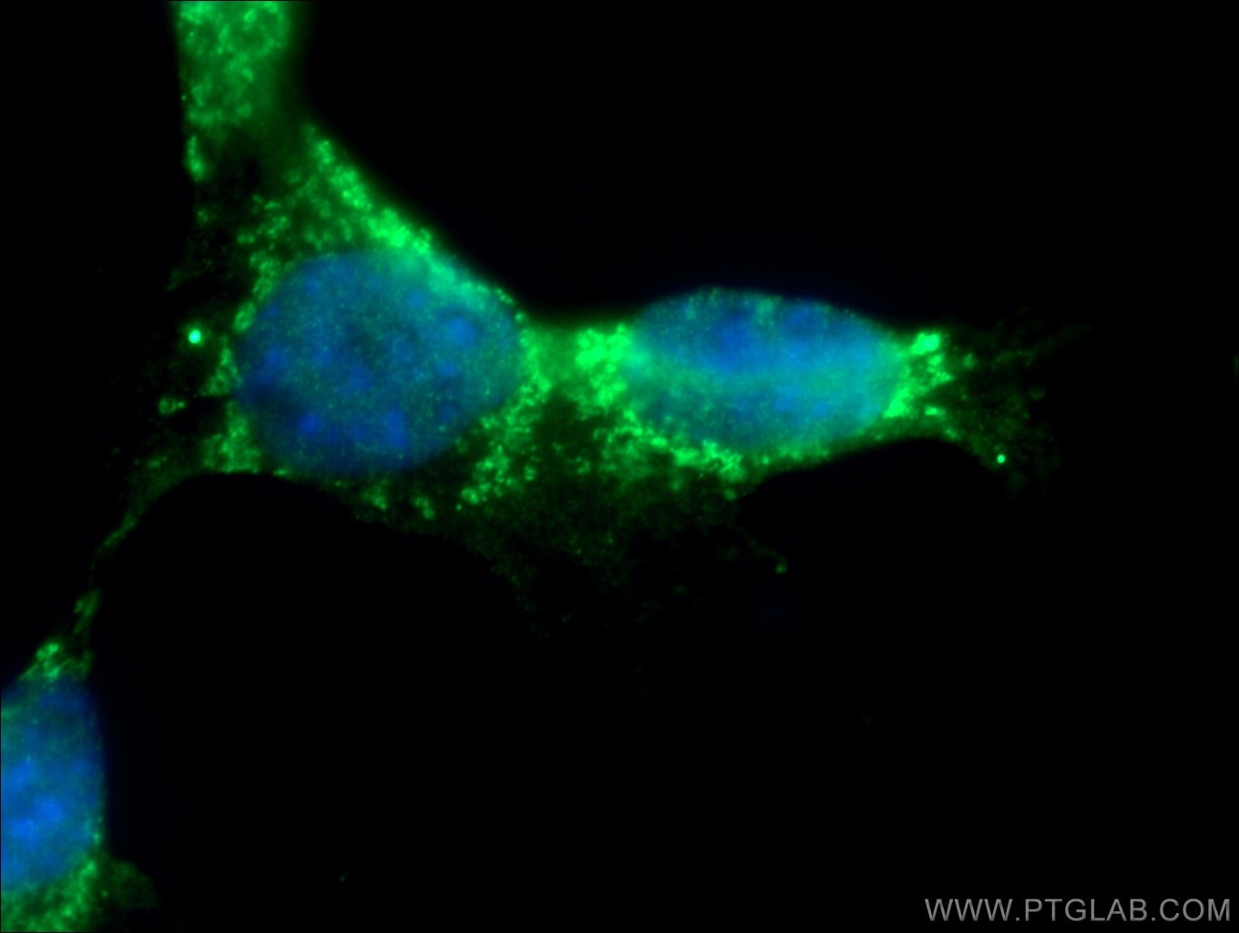 IF Staining of NIH/3T3 using 27248-1-AP