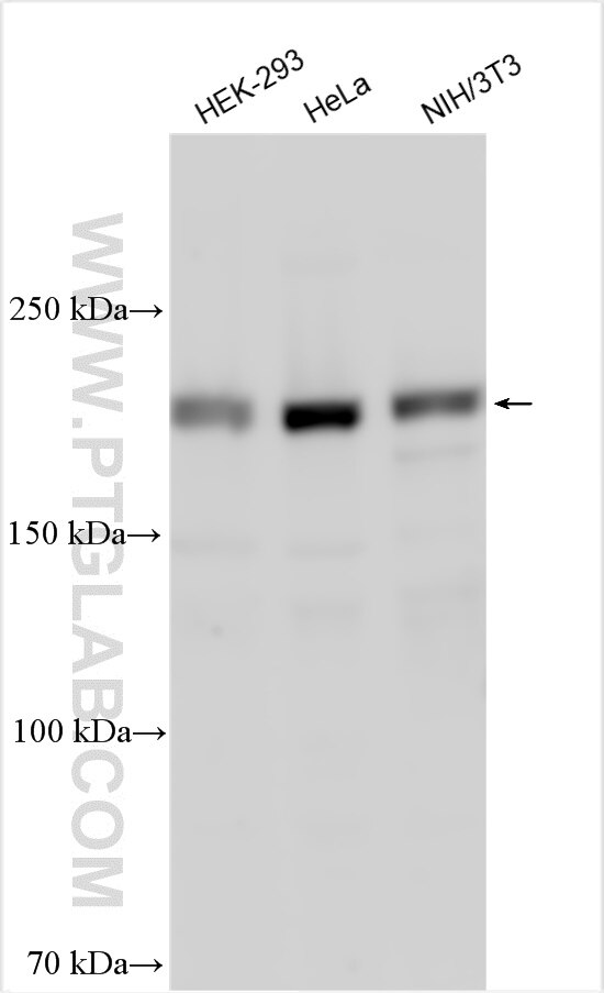 Western Blot (WB) analysis of various lysates using RICTOR Polyclonal antibody (27248-1-AP)