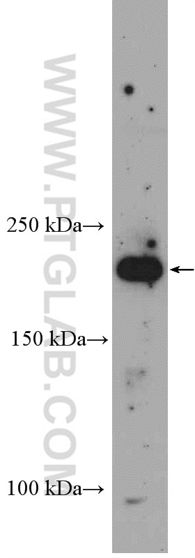 Western Blot (WB) analysis of NIH/3T3 cells using RICTOR Polyclonal antibody (27248-1-AP)