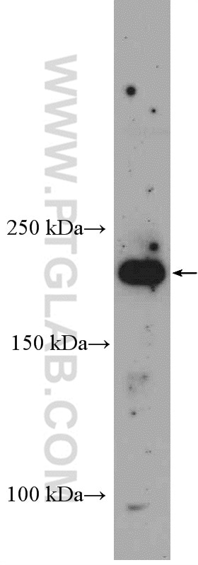 WB analysis of NIH/3T3 using 27248-1-AP