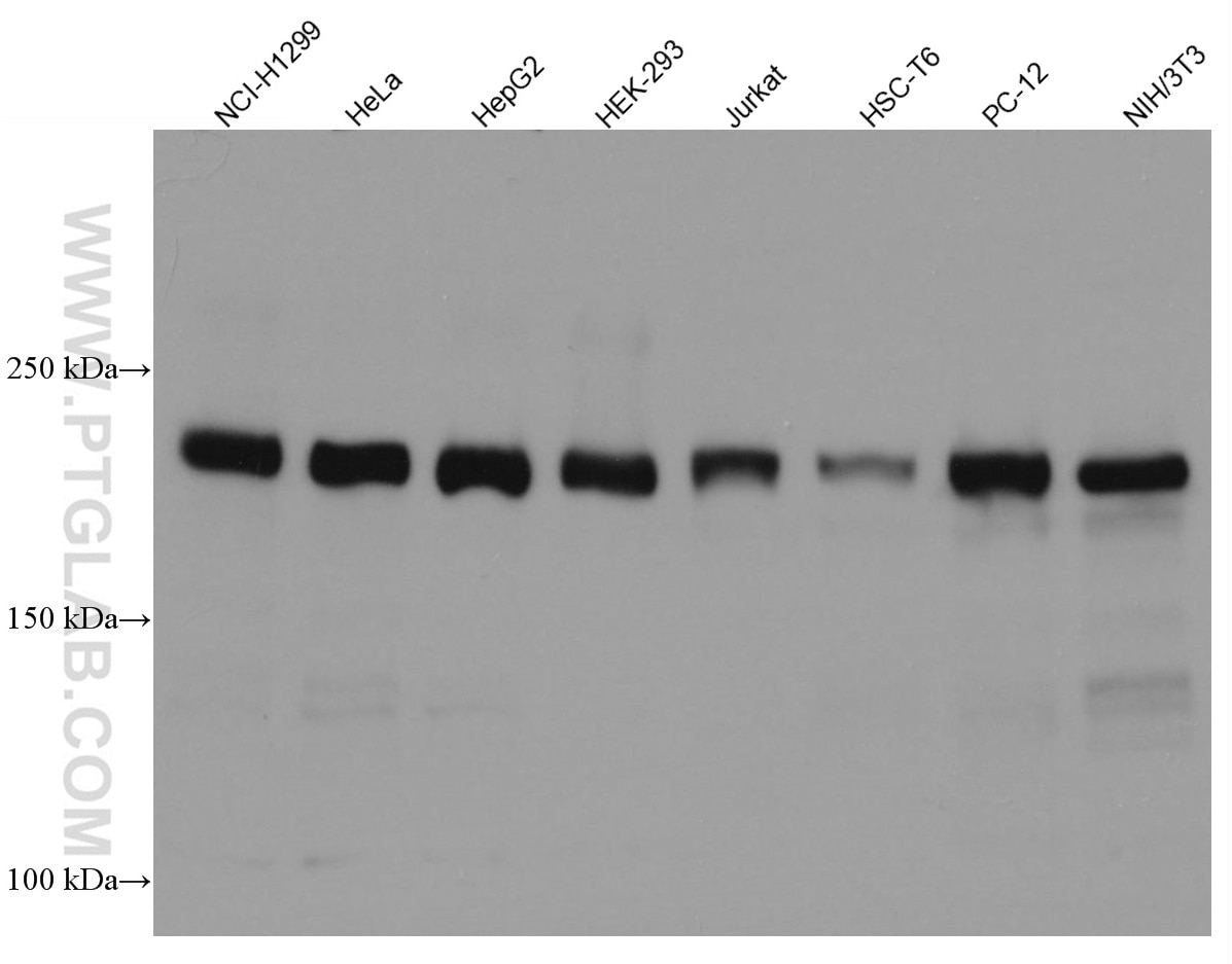 Western Blot (WB) analysis of various lysates using RICTOR Monoclonal antibody (66867-2-Ig)