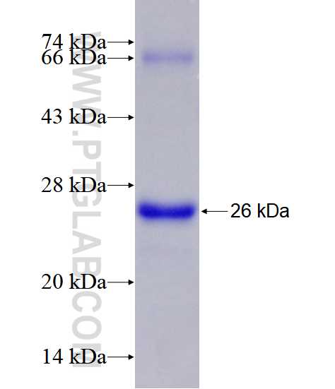 RICTOR fusion protein Ag28487 SDS-PAGE