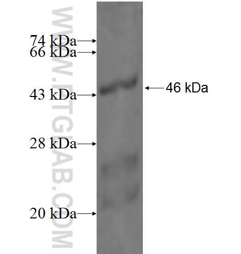 RICTOR fusion protein Ag3598 SDS-PAGE