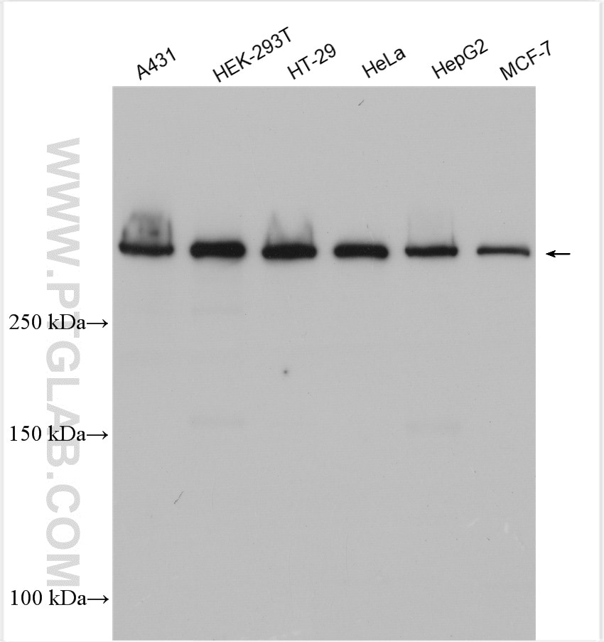 Western Blot (WB) analysis of various lysates using RIF1 Polyclonal antibody (30119-1-AP)