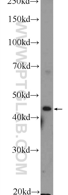 Western Blot (WB) analysis of HEK-293 cells using RILP Polyclonal antibody (13574-1-AP)