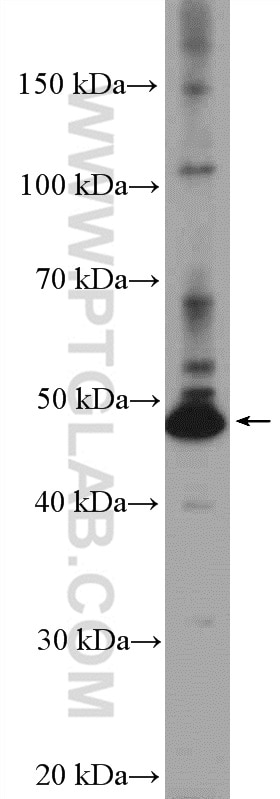 Western Blot (WB) analysis of HepG2 cells using RILPL1 Polyclonal antibody (16732-1-AP)