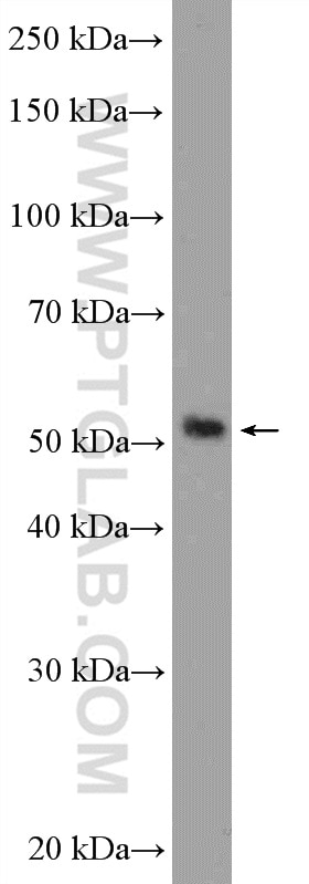 Western Blot (WB) analysis of HepG2 cells using RILPL1 Polyclonal antibody (16732-1-AP)