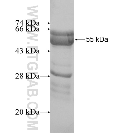 RILPL1 fusion protein Ag10192 SDS-PAGE