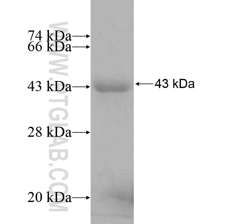 RILPL1 fusion protein Ag10322 SDS-PAGE