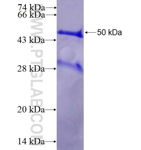 RILPL2 fusion protein Ag8704 SDS-PAGE