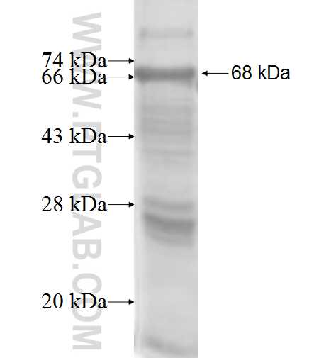 RIMBP2 fusion protein Ag8390 SDS-PAGE