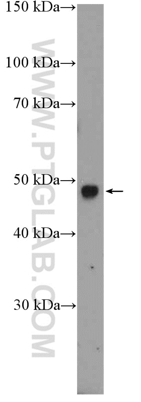 Western Blot (WB) analysis of mouse eye tissue using RIMKLB Polyclonal antibody (26111-1-AP)