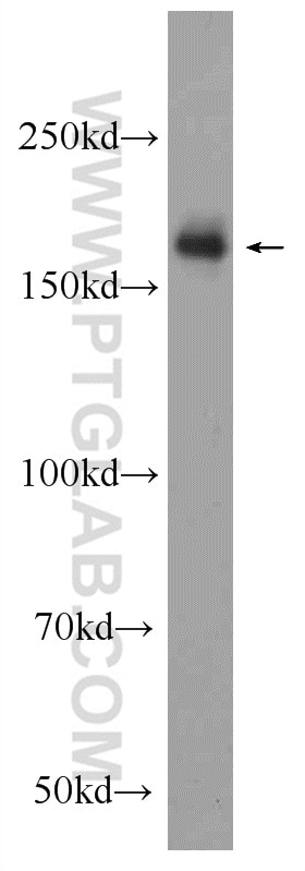 RIM1 Polyclonal antibody