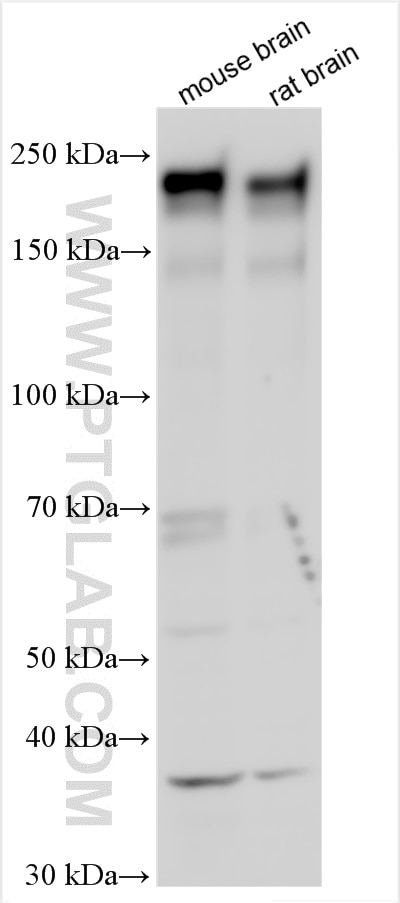 Western Blot (WB) analysis of various lysates using RIM1 Polyclonal antibody (24576-1-AP)