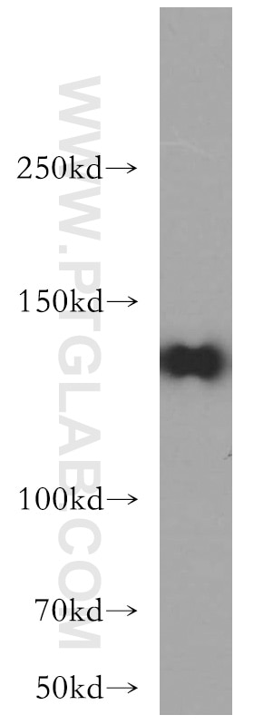 Western Blot (WB) analysis of L02 cells using RIM2-Specific Polyclonal antibody (20093-1-AP)