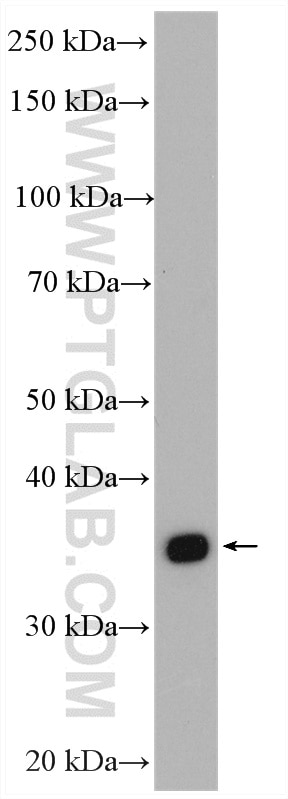 Western Blot (WB) analysis of mouse brain tissue using RIMS3 Polyclonal antibody (15088-1-AP)