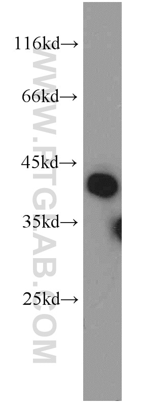 Western Blot (WB) analysis of HL-60 cells using RIMS3 Polyclonal antibody (15088-1-AP)