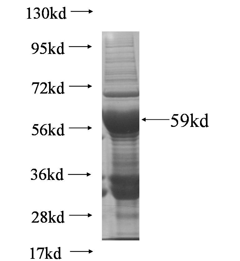 RIMS3 fusion protein Ag7171 SDS-PAGE