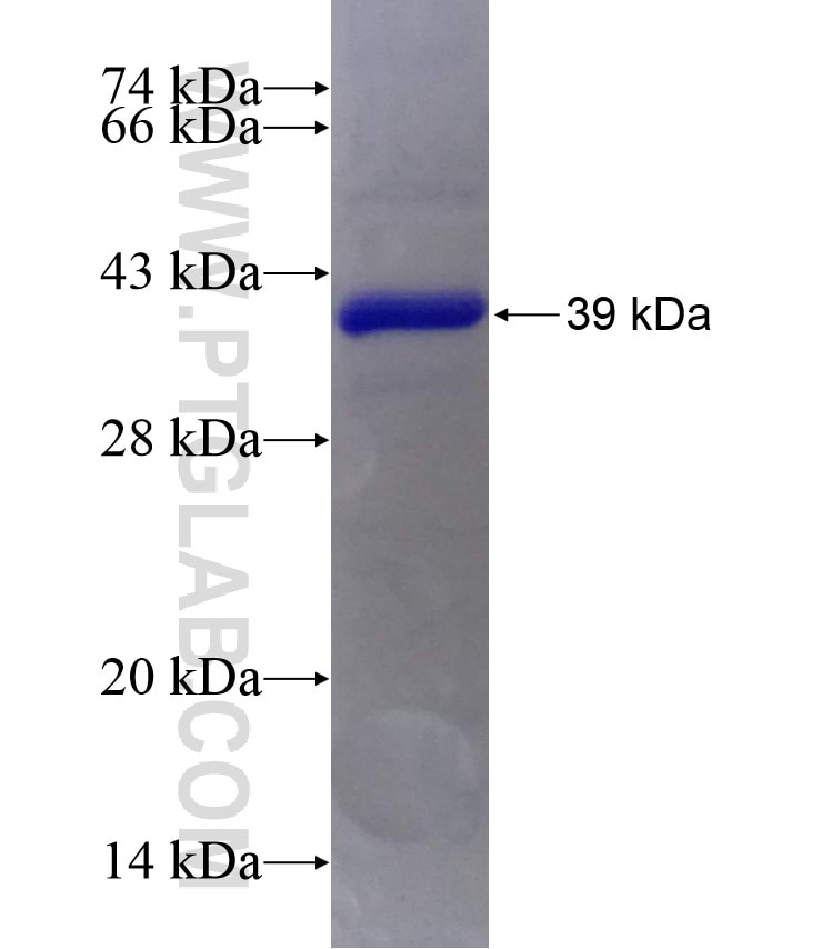 RIMS3 fusion protein Ag7222 SDS-PAGE