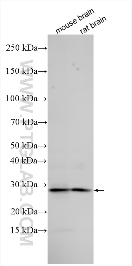Western Blot (WB) analysis of various lysates using RIMS4-Specific Polyclonal antibody (20091-1-AP)