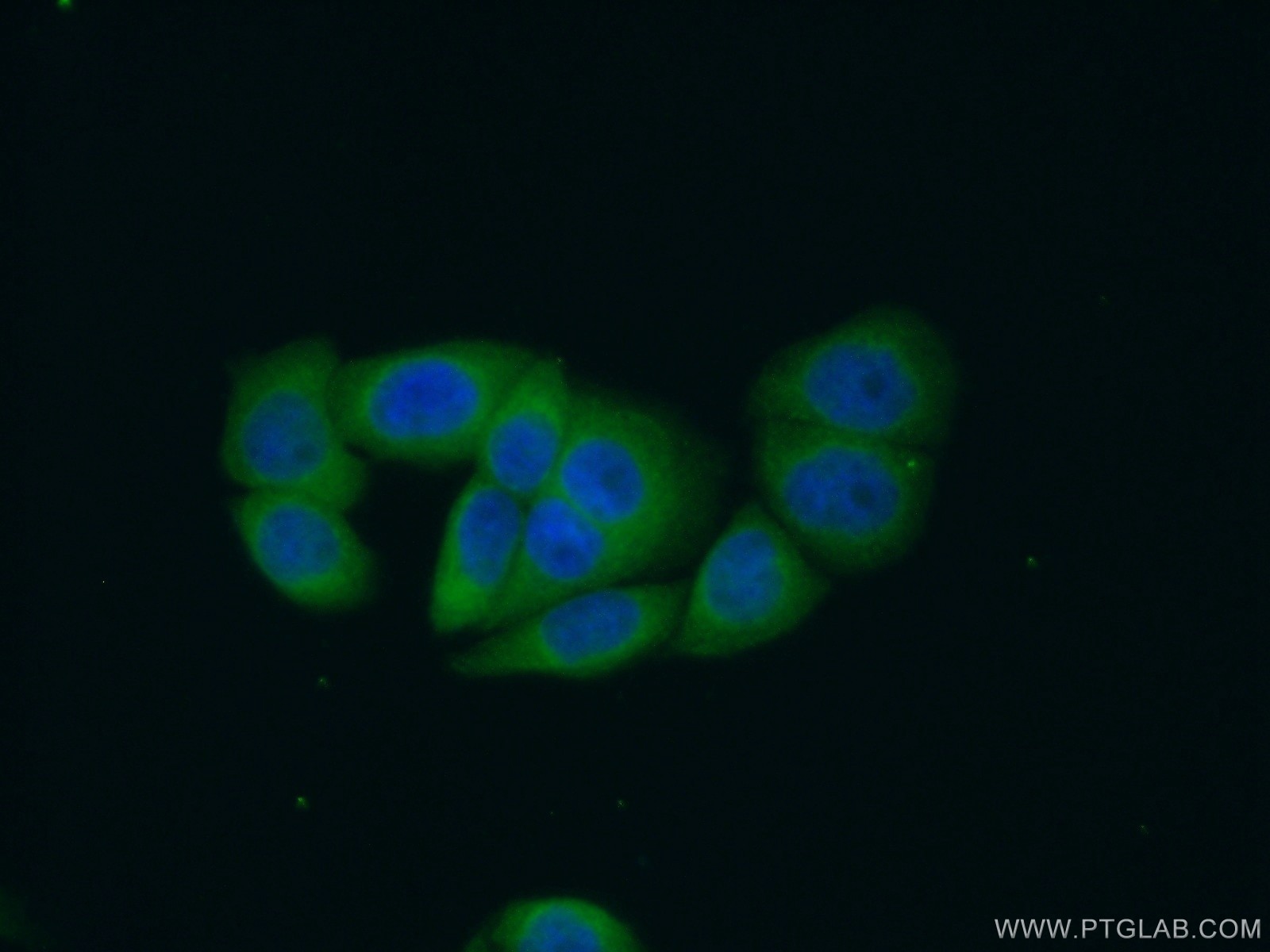Immunofluorescence (IF) / fluorescent staining of HeLa cells using RIN1 Polyclonal antibody (16388-1-AP)