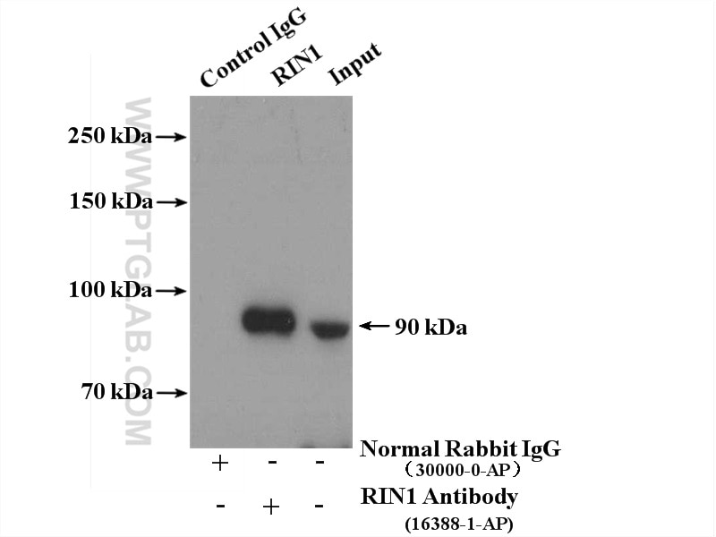 Immunoprecipitation (IP) experiment of HeLa cells using RIN1 Polyclonal antibody (16388-1-AP)