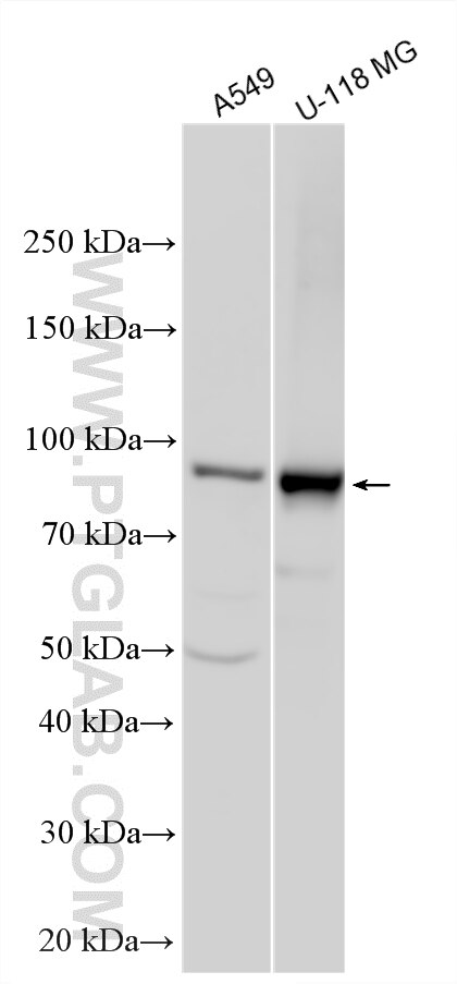 Western Blot (WB) analysis of various lysates using RIN1 Polyclonal antibody (16388-1-AP)