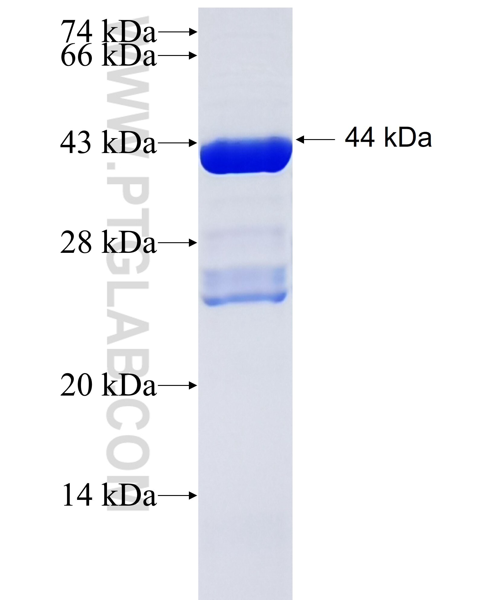 RIN2 fusion protein Ag35011 SDS-PAGE