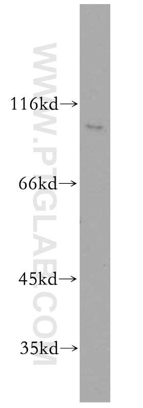 Western Blot (WB) analysis of HepG2 cells using RIN3 Polyclonal antibody (12709-1-AP)