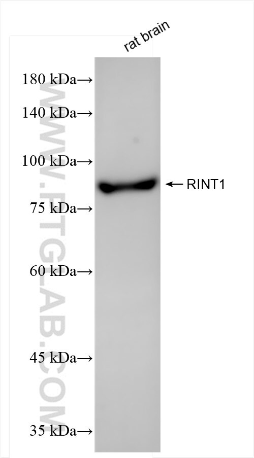 Western Blot (WB) analysis of rat brain tissue using RINT1 Recombinant antibody (84290-6-RR)