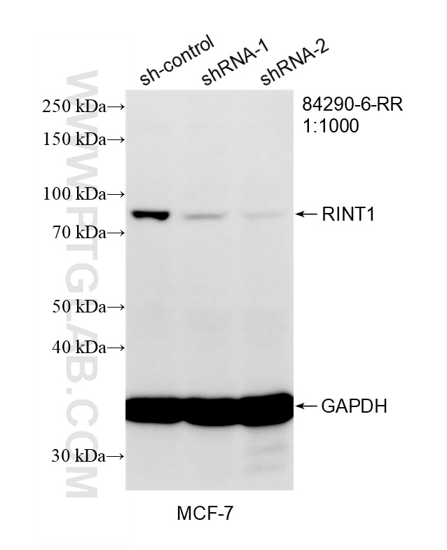 Western Blot (WB) analysis of MCF-7 cells using RINT1 Recombinant monoclonal antibody (84290-6-RR)
