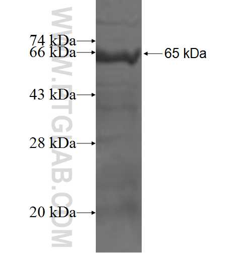 RINT1 fusion protein Ag6145 SDS-PAGE