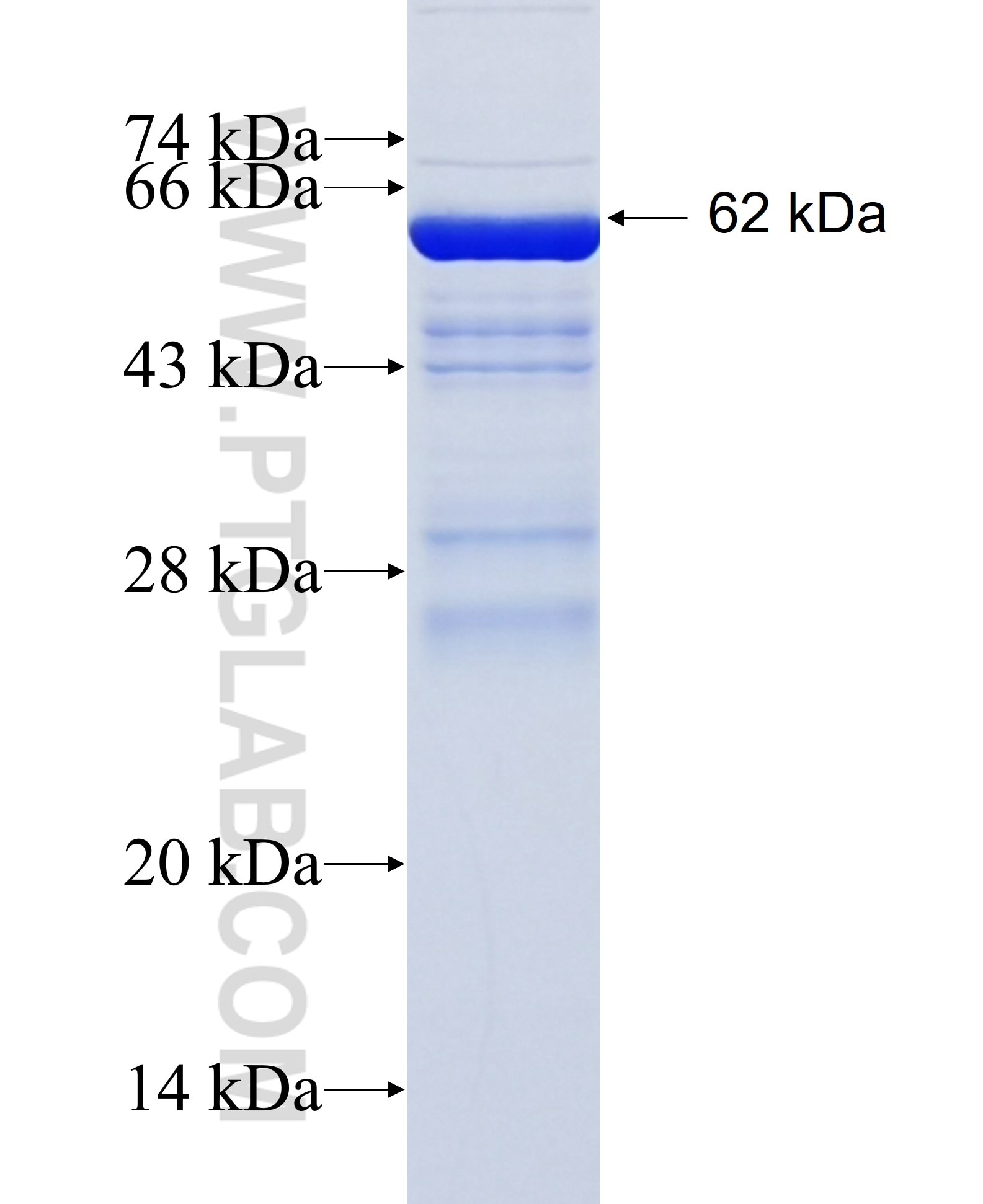 RINT1 fusion protein Ag6145 SDS-PAGE