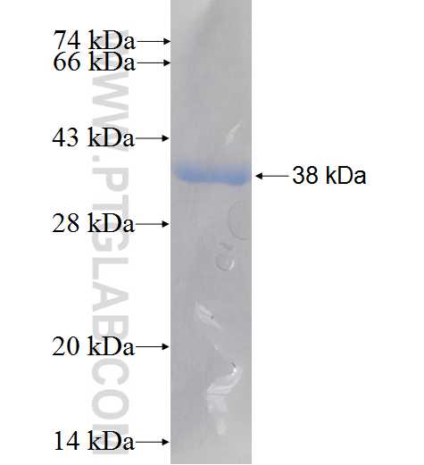 RINT1 fusion protein Ag6478 SDS-PAGE