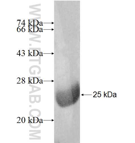 RINT1 fusion protein Ag8626 SDS-PAGE