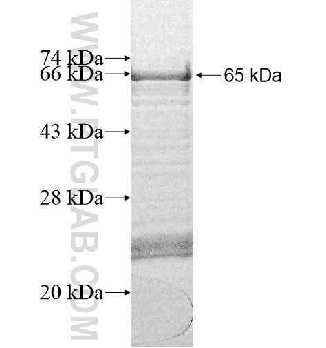 RIOK1 fusion protein Ag11057 SDS-PAGE