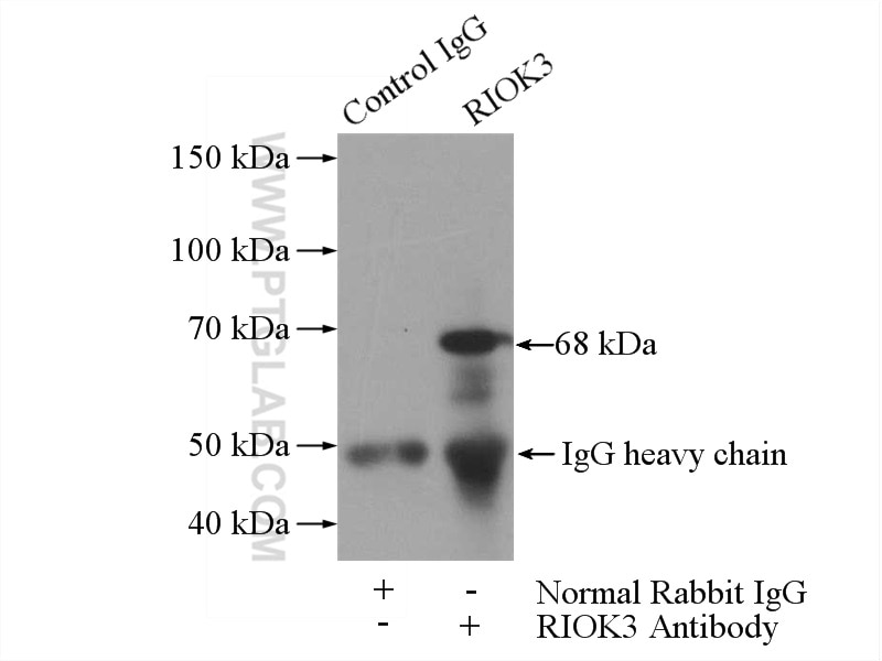 Immunoprecipitation (IP) experiment of mouse testis tissue using RIOK3 Polyclonal antibody (13593-1-AP)