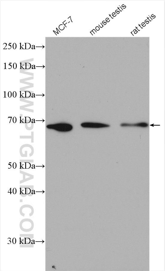Western Blot (WB) analysis of various lysates using RIOK3 Polyclonal antibody (13593-1-AP)