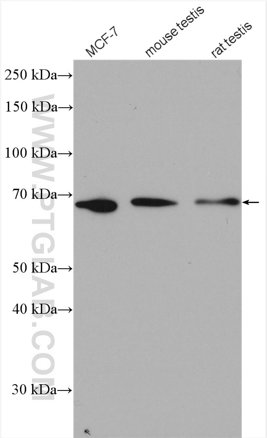 WB analysis using 13593-1-AP