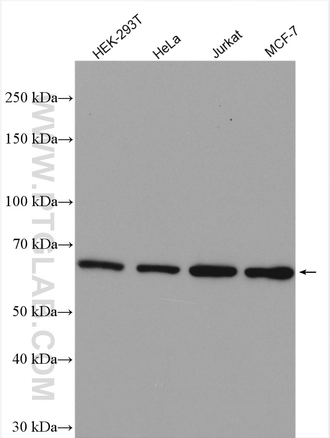 Western Blot (WB) analysis of various lysates using RIOK3 Polyclonal antibody (13593-1-AP)