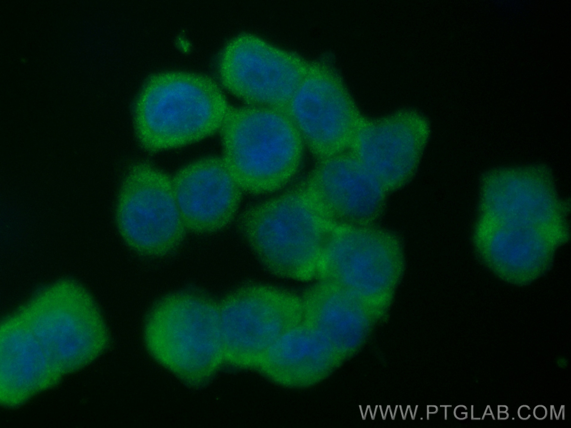 Immunofluorescence (IF) / fluorescent staining of HT-29 cells using CoraLite® Plus 488-conjugated RIP3 Polyclonal anti (CL488-17563)