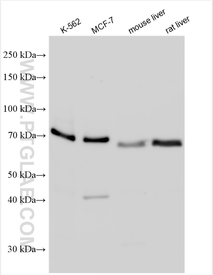 Western Blot (WB) analysis of various lysates using RIPK1 Polyclonal antibody (29932-1-AP)