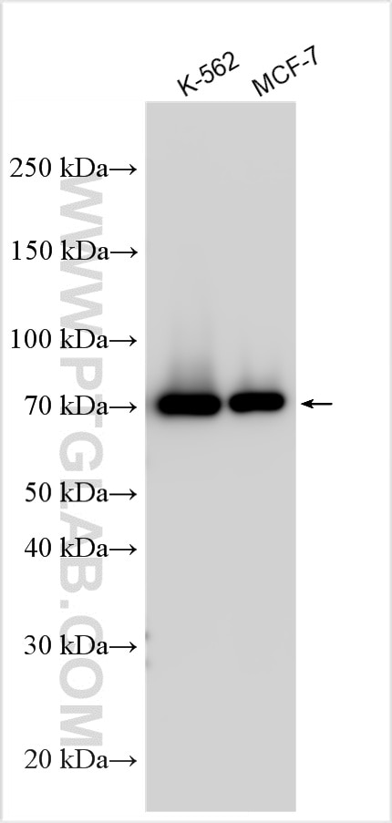 Western Blot (WB) analysis of various lysates using RIPK1 Polyclonal antibody (29932-1-AP)
