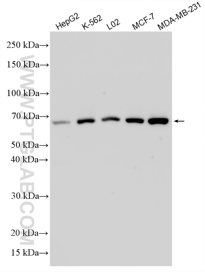 Western Blot (WB) analysis of various lysates using RIPK1 Polyclonal antibody (29932-1-AP)